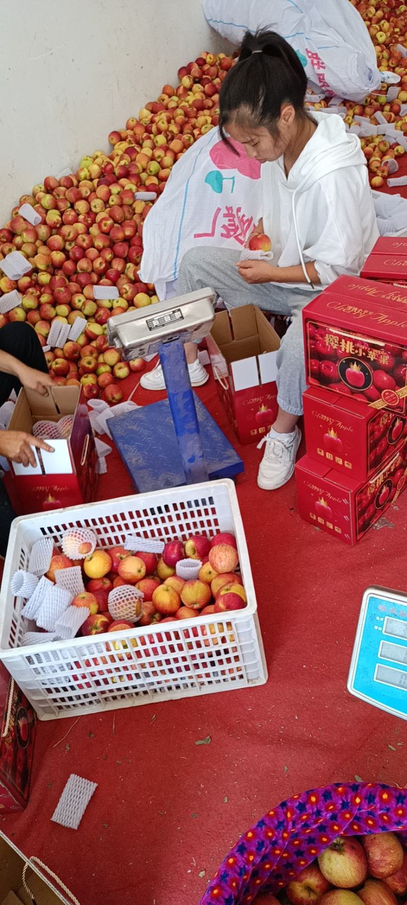 樱桃红露小苹果云南昭通冰糖心丑苹果纯甜无酸