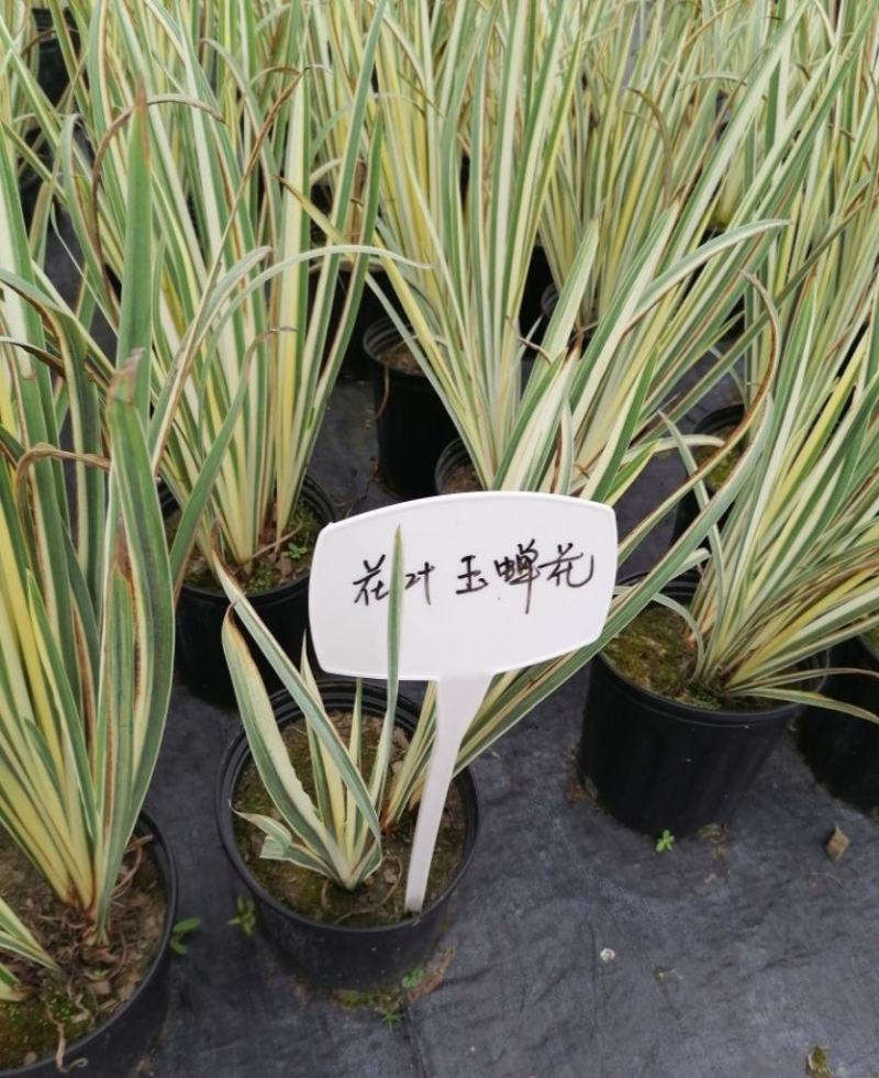 花叶玉蝉花阳台庭院花镜花卉多年生球根植物湿地水生直立