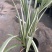 花叶玉蝉花阳台庭院花镜花卉多年生球根植物湿地水生直立