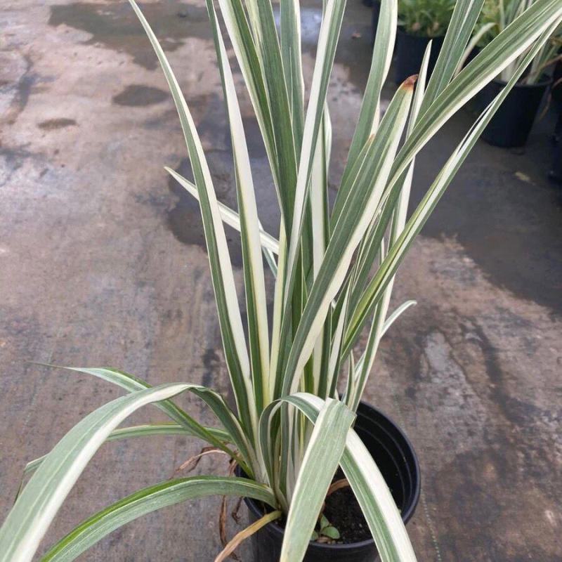 花叶玉蝉花阳台庭院花镜花卉多年生球根植物湿地水生直立