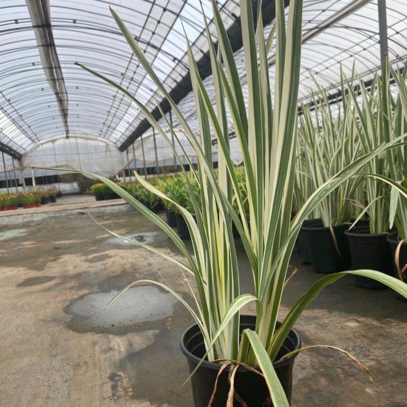花叶玉蝉花阳台庭院花镜花卉多年生球根植物湿地水生直立