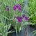 花叶玉蝉花阳台庭院花镜花卉多年生球根植物湿地水生直立