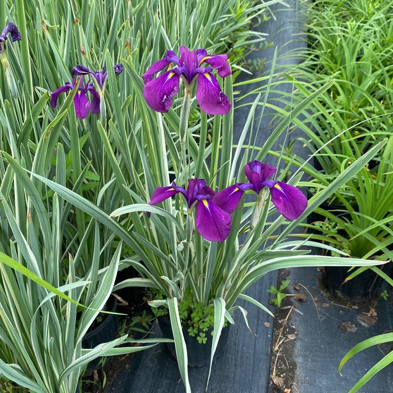 花叶玉蝉花阳台庭院花镜花卉多年生球根植物湿地水生直立