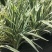 花叶玉蝉花阳台庭院花镜花卉多年生球根植物湿地水生直立