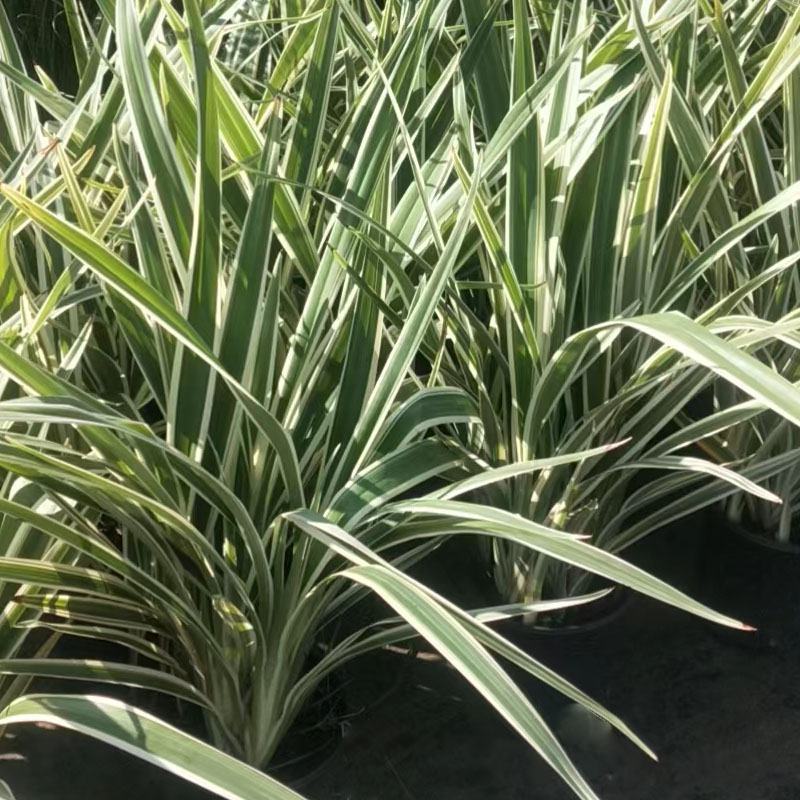 花叶玉蝉花阳台庭院花镜花卉多年生球根植物湿地水生直立