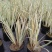 花叶玉蝉花阳台庭院花镜花卉多年生球根植物湿地水生直立