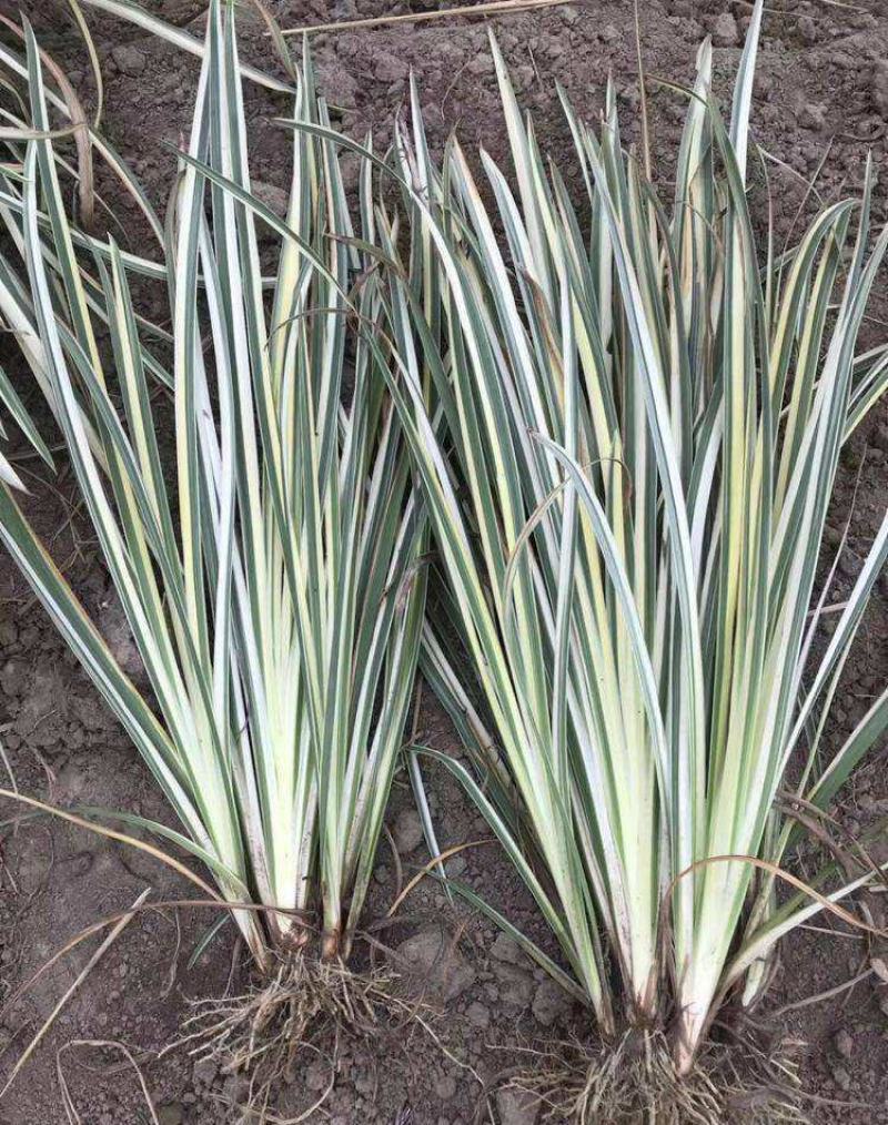 花叶玉蝉花阳台庭院花镜花卉多年生球根植物湿地水生直立