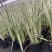花叶玉蝉花阳台庭院花镜花卉多年生球根植物湿地水生直立