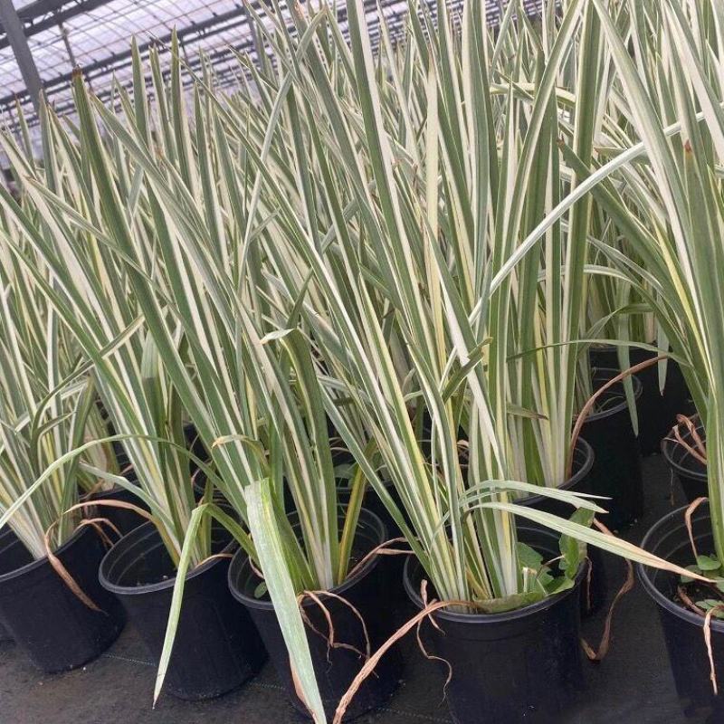 花叶玉蝉花阳台庭院花镜花卉多年生球根植物湿地水生直立