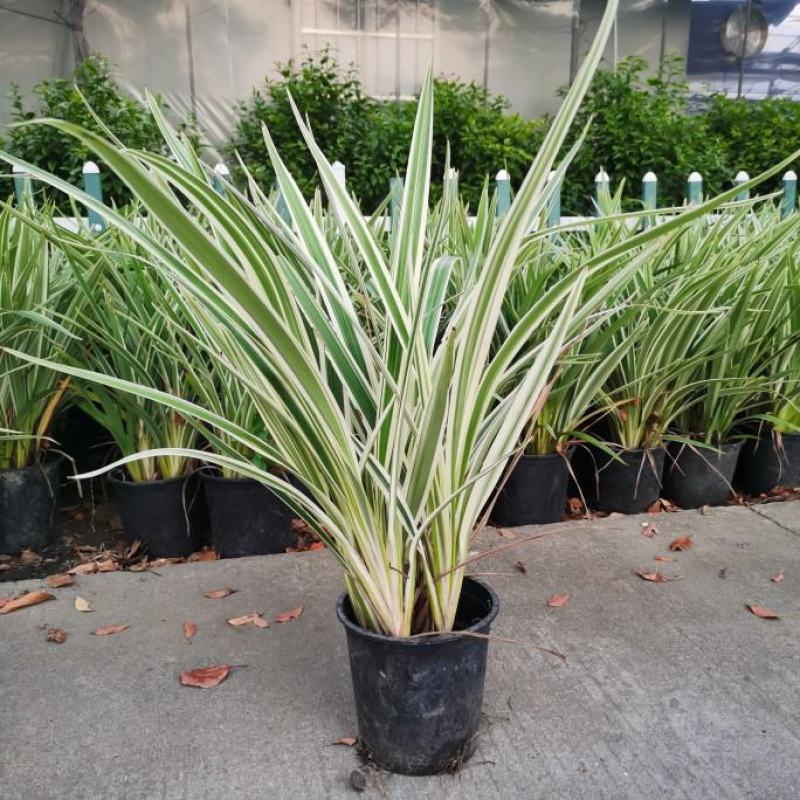 花叶玉蝉花阳台庭院花镜花卉多年生球根植物湿地水生直立