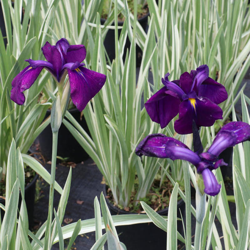 花叶玉蝉花阳台庭院花镜花卉多年生球根植物湿地水生直立