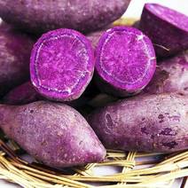 河北红薯精品紫薯紫罗兰大量上市货源充足价格便宜