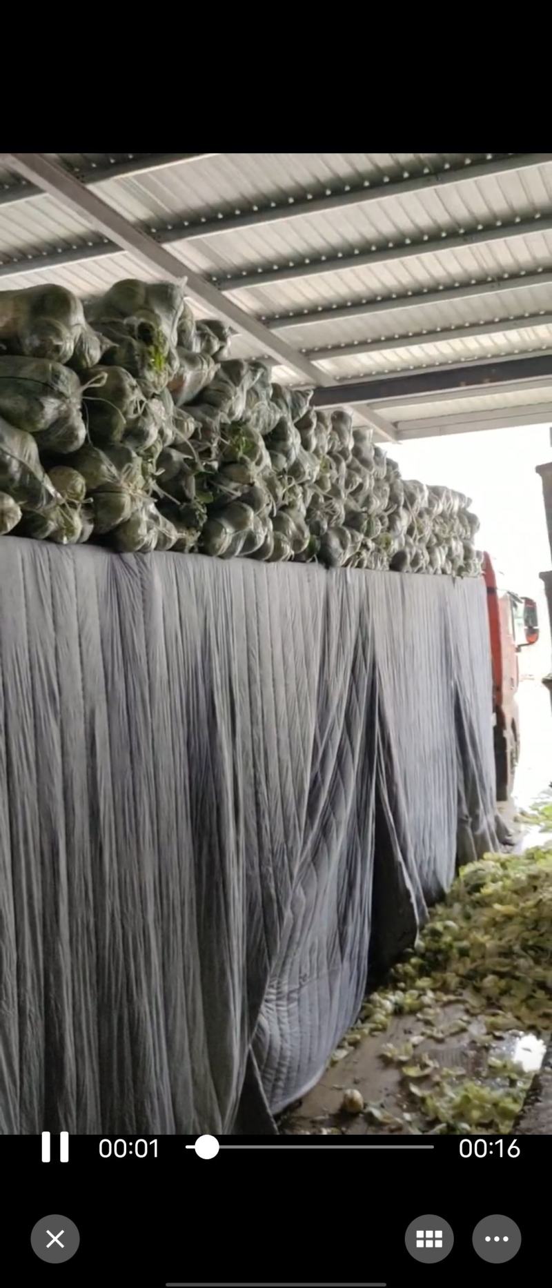 云南优质软叶甘蓝，品相好，口感佳，市场需求量大