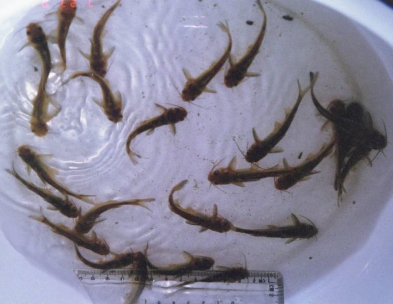 黄骨鱼苗黄辣丁黄颡鱼昂刺鱼淡水养殖食用鱼耐活好养