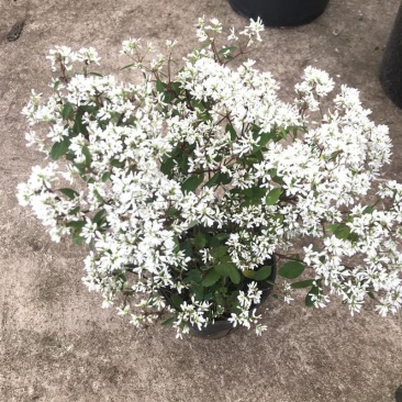 飘雪禾叶大戟盆栽多年生爆花阳台庭院花卉花期长耐热耐寒好养