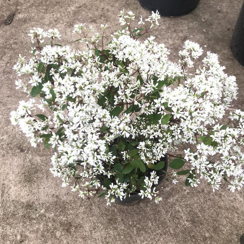 飘雪禾叶大戟盆栽多年生爆花阳台庭院花卉花期长耐热耐寒好养