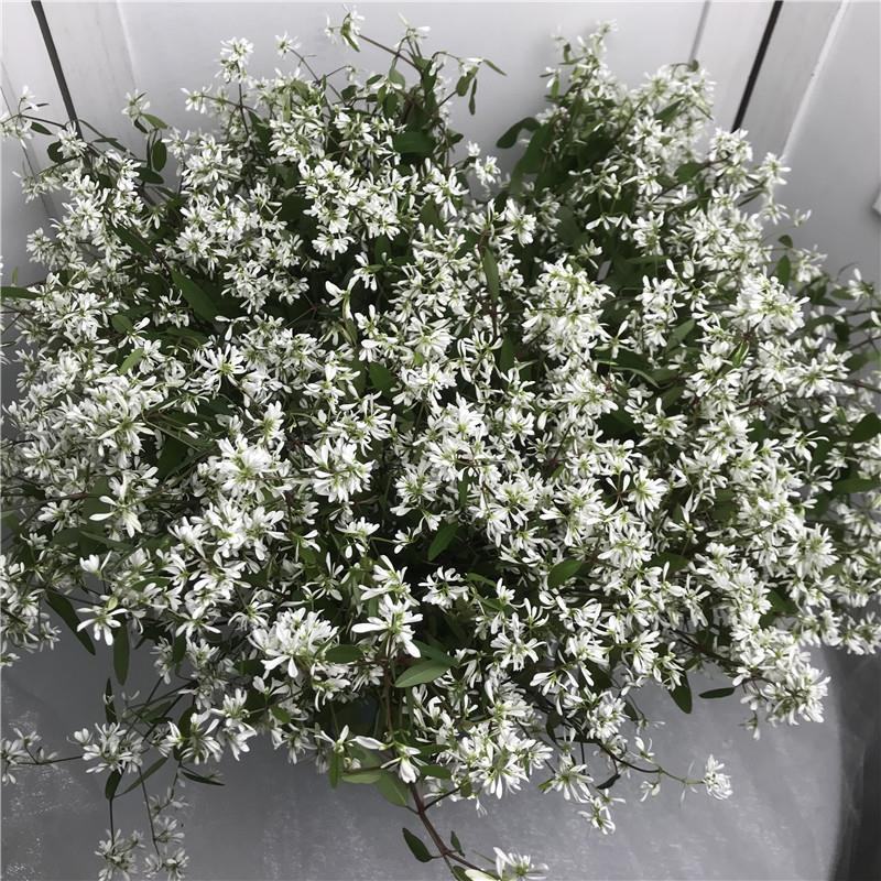 飘雪禾叶大戟盆栽多年生爆花阳台庭院花卉花期长耐热耐寒好养