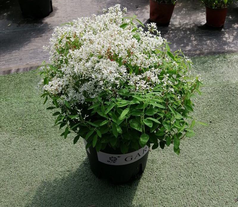 飘雪禾叶大戟盆栽多年生爆花阳台庭院花卉花期长耐热耐寒好养