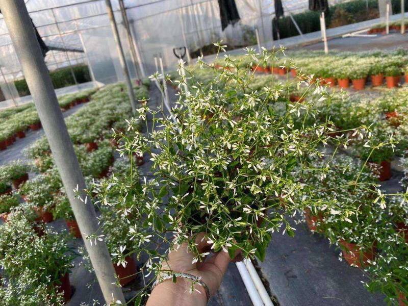 飘雪禾叶大戟盆栽多年生爆花阳台庭院花卉花期长耐热耐寒好养