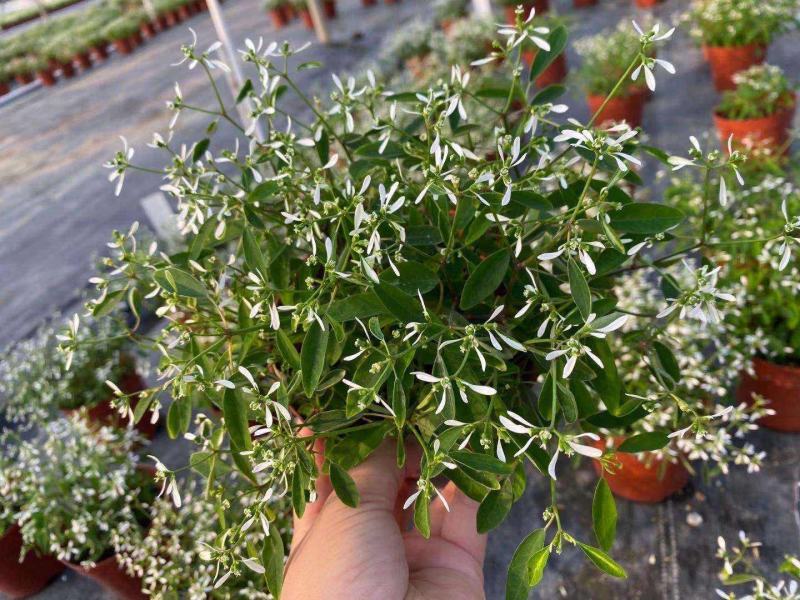 飘雪禾叶大戟盆栽多年生爆花阳台庭院花卉花期长耐热耐寒好养