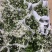 飘雪禾叶大戟盆栽多年生爆花阳台庭院花卉花期长耐热耐寒好养