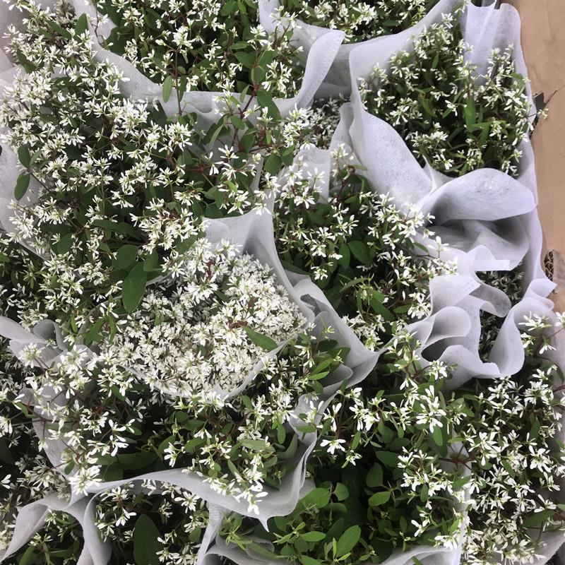 飘雪禾叶大戟盆栽多年生爆花阳台庭院花卉花期长耐热耐寒好养