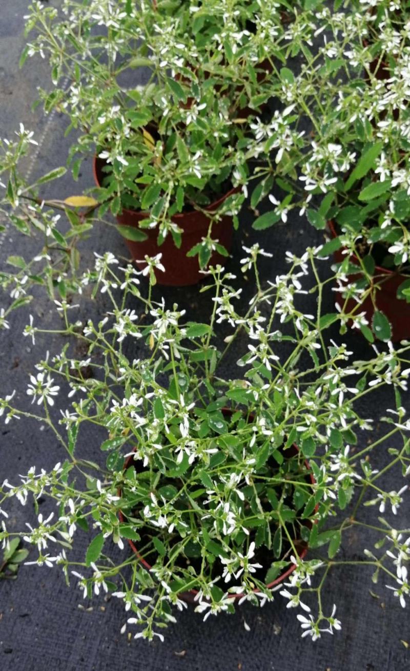 飘雪禾叶大戟盆栽多年生爆花阳台庭院花卉花期长耐热耐寒好养