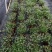 飘雪禾叶大戟盆栽多年生爆花阳台庭院花卉花期长耐热耐寒好养