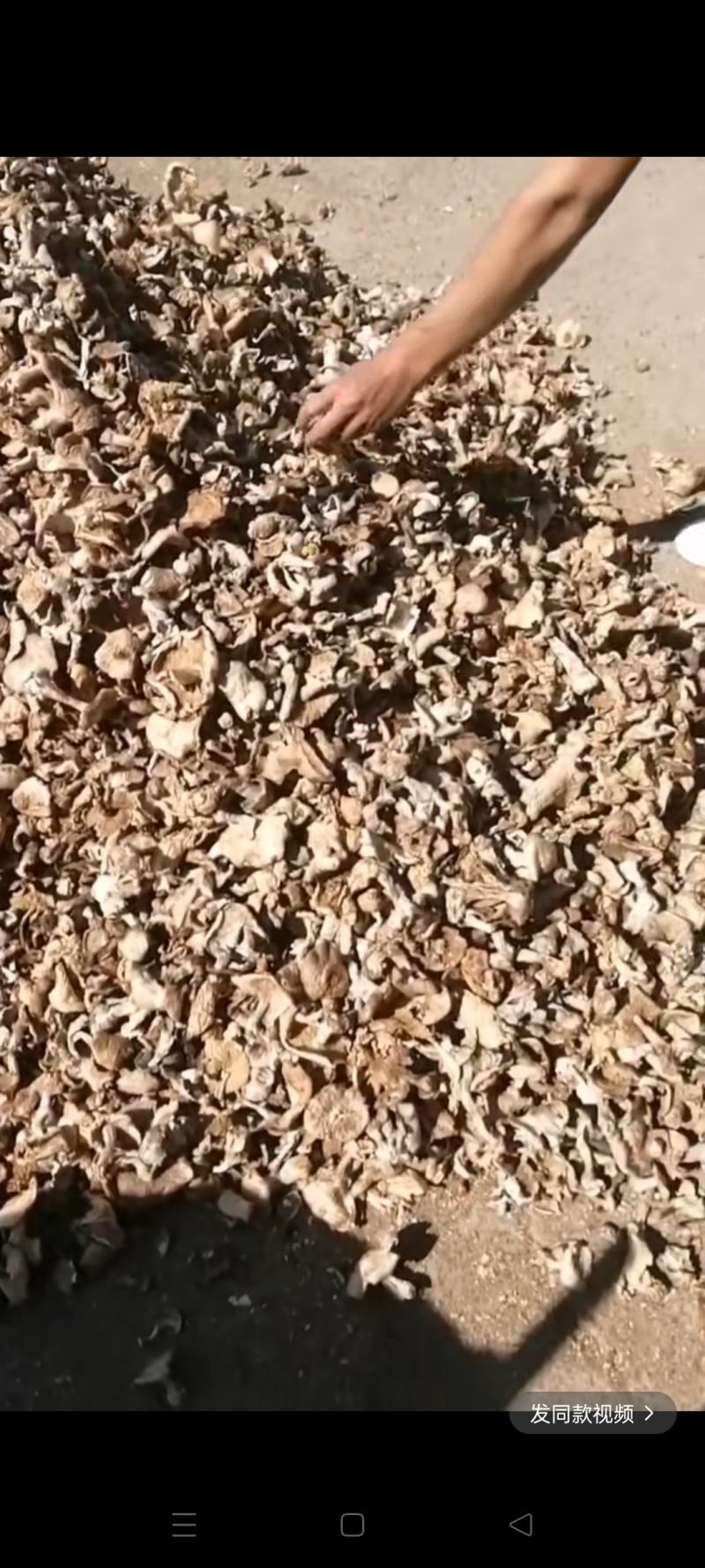 黑龙江野生的榛蘑保证质量，无杂无沫不咬皮。