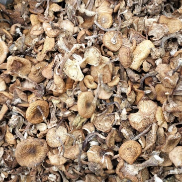 黑龙江野生的榛蘑保证质量，无杂无沫不咬皮。