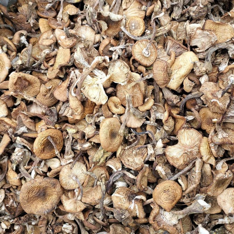 黑龙江野生的榛蘑保证质量，无杂无沫不咬皮。