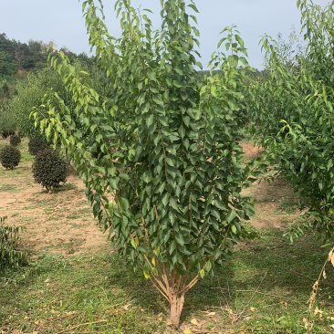 丛生桃叶卫矛2-3米高度基地，自产自销