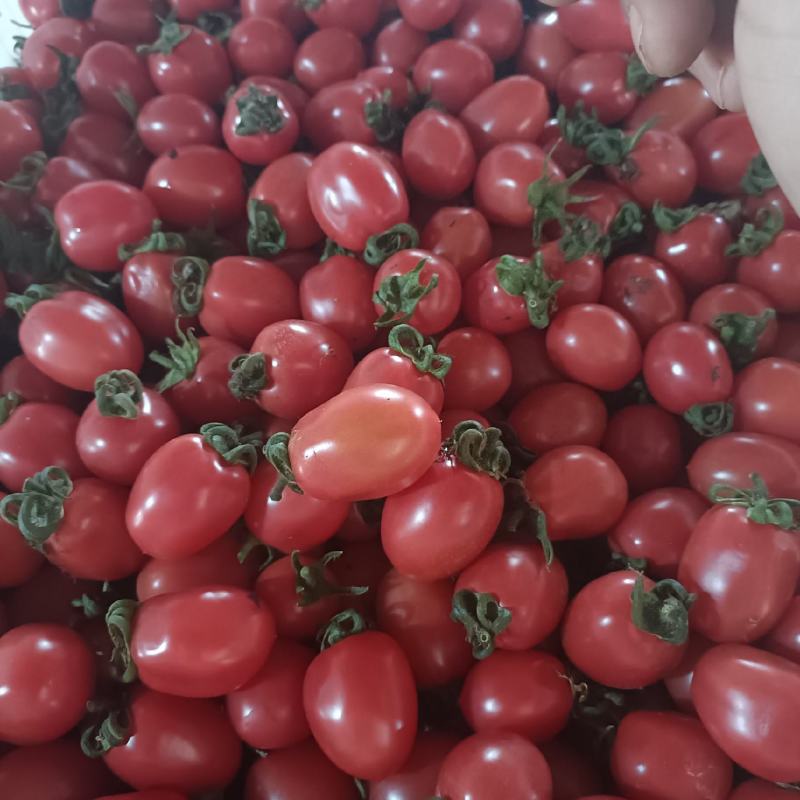 【推荐】圣女果，千喜，贝贝等，货源充足，一手货源。