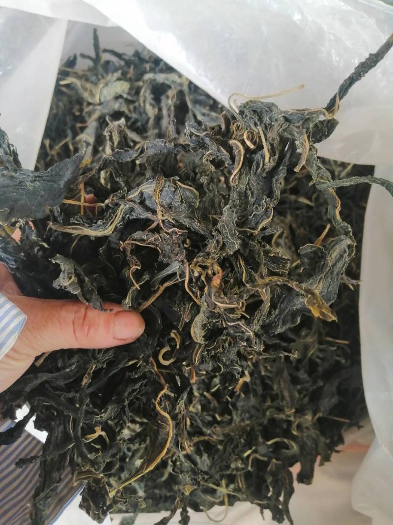 芝麻叶河南芝麻叶嫩叶芝麻叶无杂无碎芝麻叶口感好，质量优