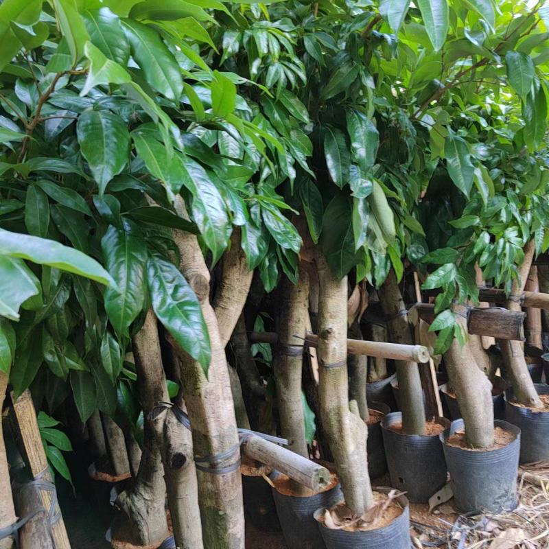 广西妃子笑高压荔枝大苗，桂味，等等，专业果苗