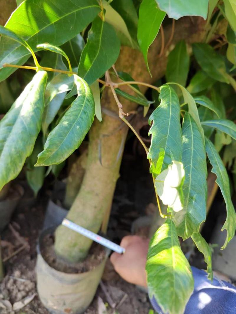 广西妃子笑高压荔枝大苗，桂味，等等，专业果苗