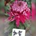 原产地，基地供货，菊花盆景，百菊独本菊，菊花盆栽，盆栽。