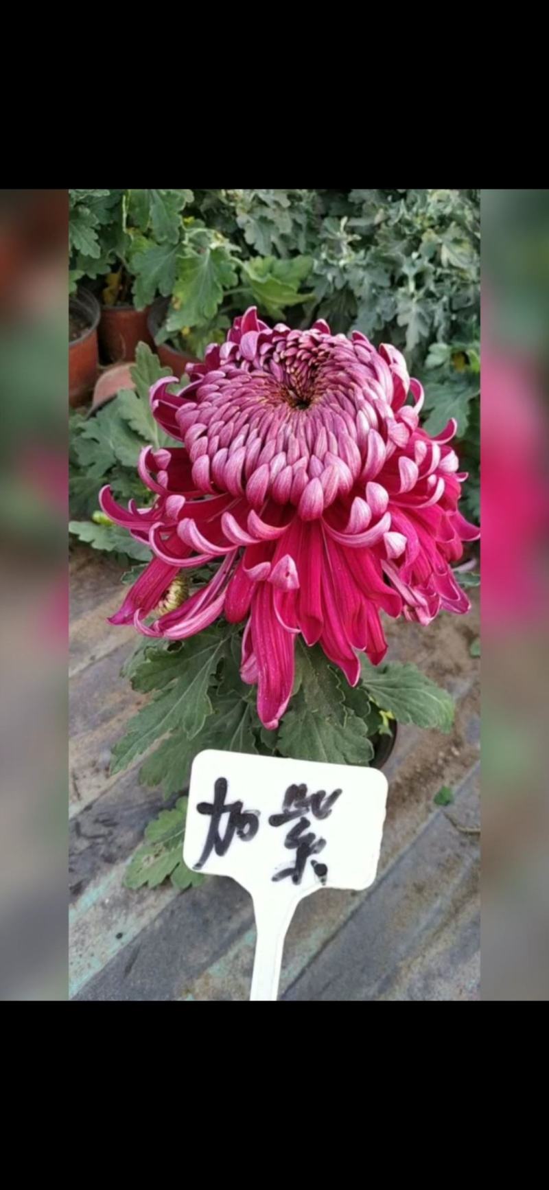 原产地，基地供货，菊花盆景，百菊独本菊，菊花盆栽，盆栽。
