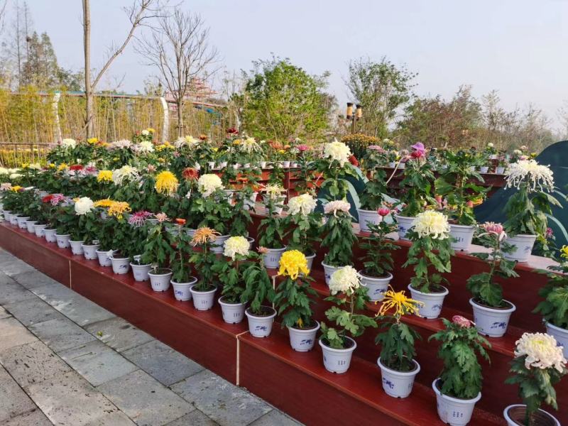 原产地，基地供货，菊花盆景，百菊独本菊，菊花盆栽，盆栽。