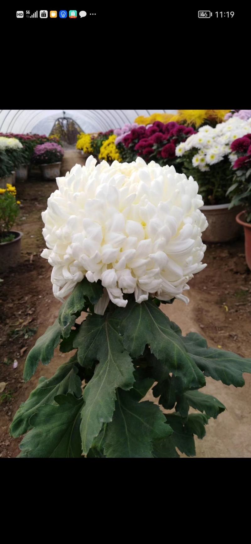 原产地，基地供货，菊花盆景，百菊独本菊，菊花盆栽，盆栽。