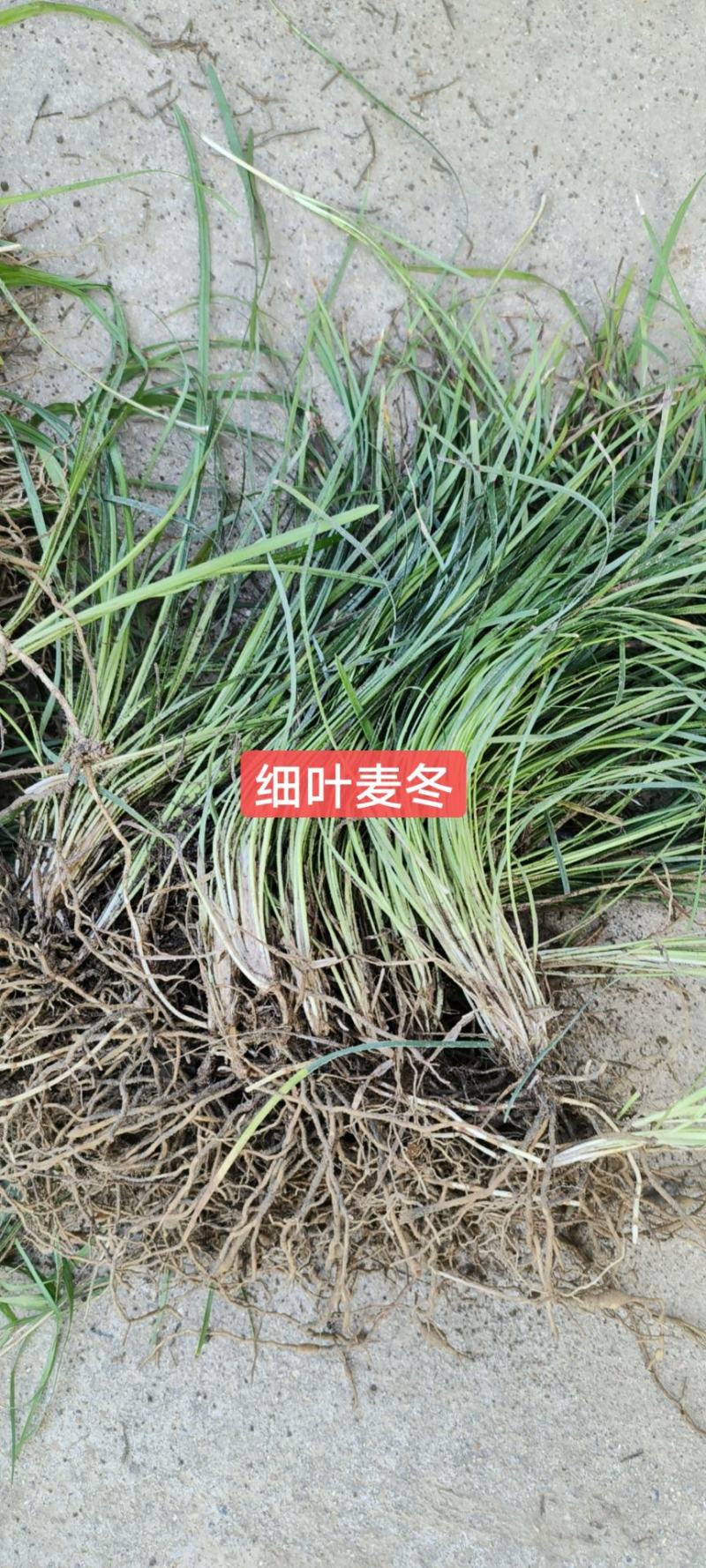 麦冬草细叶麦冬中叶麦冬，玉龙草，金边麦冬草