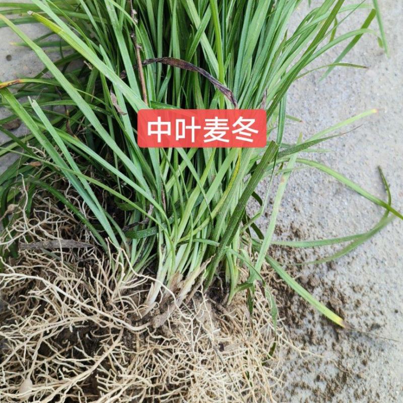 麦冬草细叶麦冬中叶麦冬，玉龙草，金边麦冬草