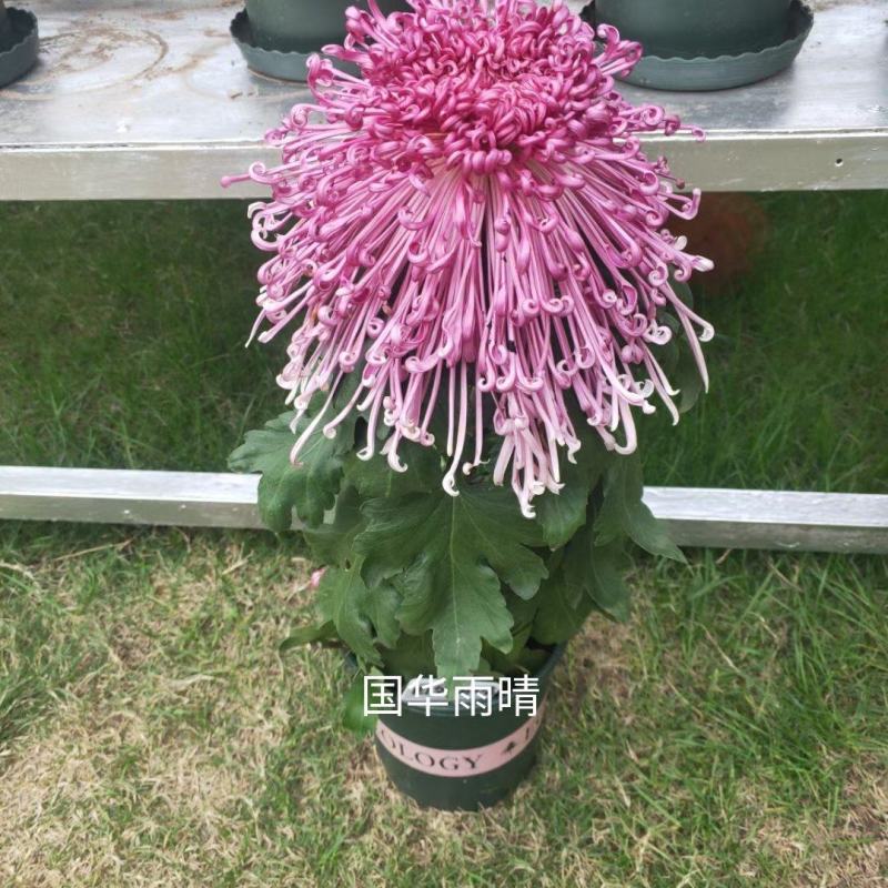 原产地，基地供货，菊花盆景，百菊独本菊，菊花盆栽，盆栽。