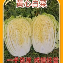 东北黄心白菜上市，量大质优，诚信代收代发全国