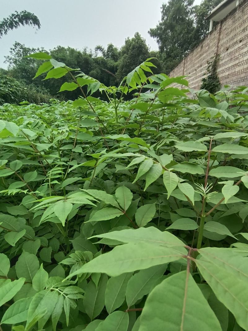 【推荐】四川黄柏苗货源充足成活率高大量走货