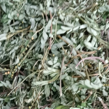 叶下珠；段子；整棵