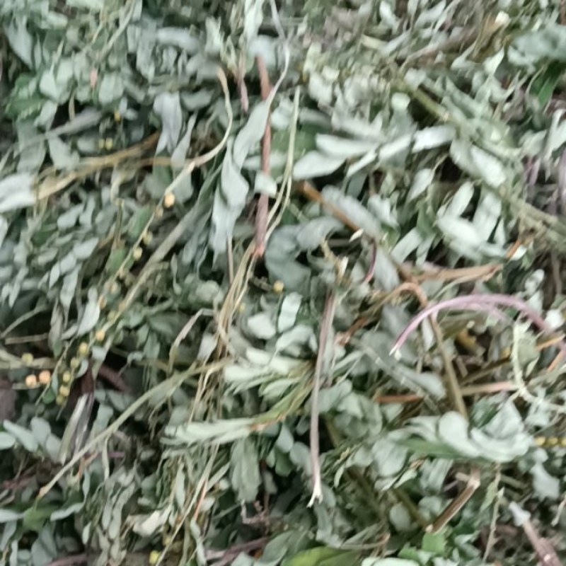 叶下珠；段子；整棵