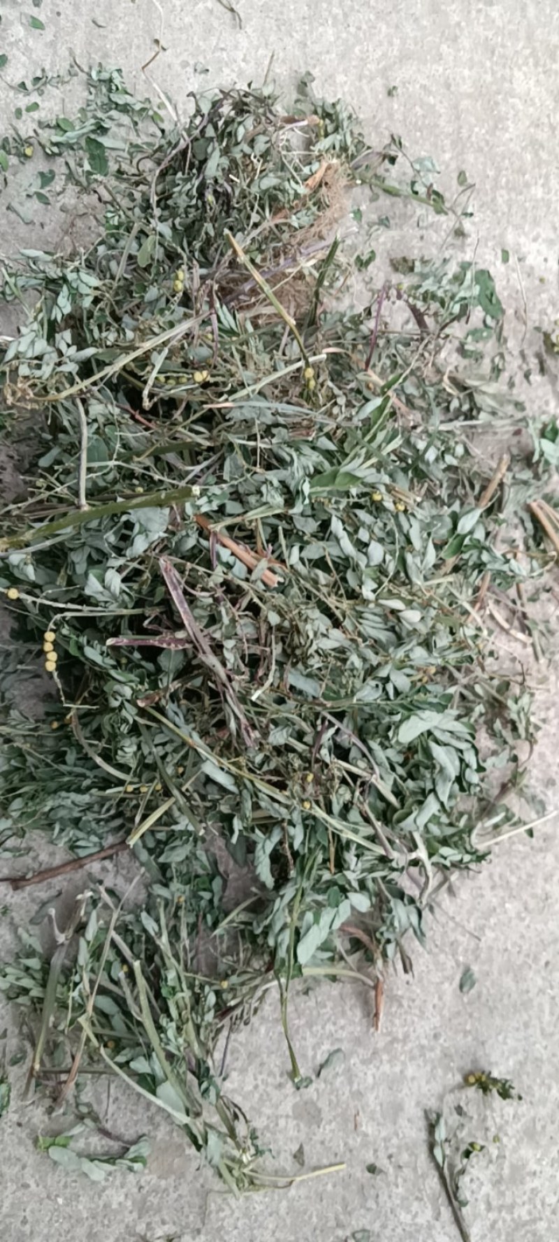 叶下珠；段子；整棵