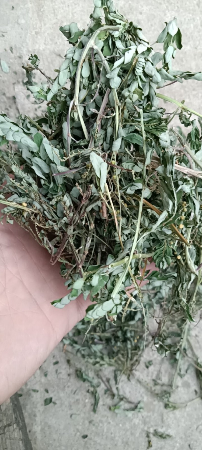 叶下珠；段子；整棵