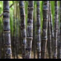 自家种植黑皮甘蔗